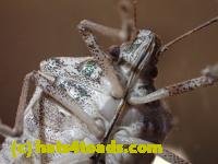 /home//u458753944/public_html/sourcegallery///////////Insects and small critters/aphids cicadas lanternflies and true bugs (Hemiptera)/PC250086.JPG